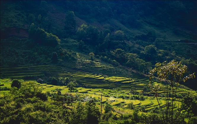 Trong ảnh: Những thửa ruộng bậc thang chín vàng óng ánh trong nắng chiều. Ảnh: Xuân Tư – TTXVN