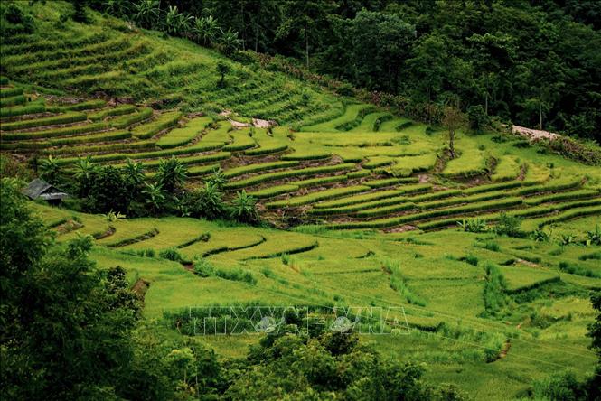 Trong ảnh: Ruộng bậc thang ở Tà Lèng (xã Thanh Minh, thành phố Điện Biên Phủ, tỉnh Điện Biên). Ảnh: Xuân Tư – TTXVN