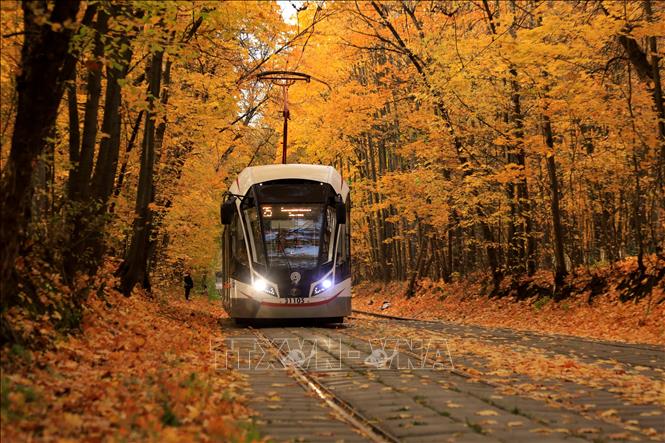 Trong ảnh: Sắc thu vàng nước Nga. Ảnh: Trần Hiếu - PV TTXVN tại Nga