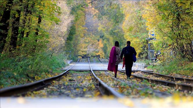 Trong ảnh: Mùa thu vàng mang đến khung cảnh lãng mạn đặc trưng của nước Nga. Ảnh: Trần Hiếu - PV TTXVN tại Nga