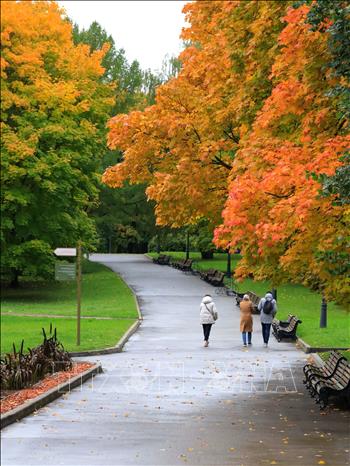 Trong ảnh: Hàng cây trong công viên Kolomenskoe chuyển sang màu đặc trưng của mùa thu. Ảnh: Trần Hiếu - PV TTXVN tại Nga