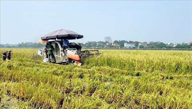 Trong ảnh: Việc đưa cơ giới hóa vào đồng ruộng không chỉ giúp gặt hái nhanh gọn mà còn giải phóng sức lao động, giúp người nông dân đỡ vất vả mỗi khi lúa đến kỳ thu hoạch. Ảnh: Hoàng Hùng - TTXVN