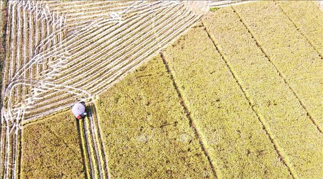 Trong ảnh: Thu hoạch lúa mùa trên cánh đồng mẫu lớn xã Đồng Ích, huyện Lập Thạch. Ảnh: Hoàng Hùng - TTXVN