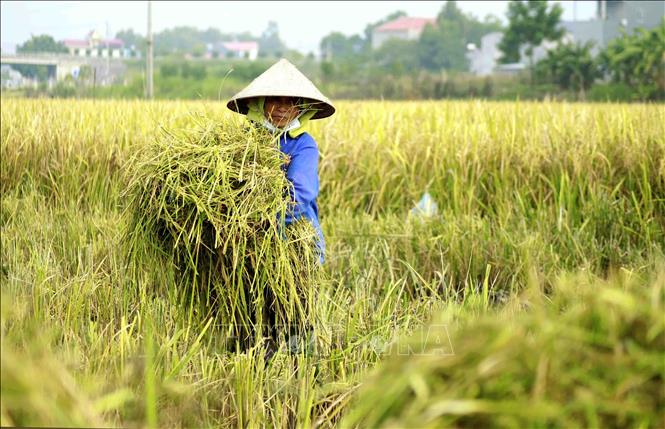 Vĩnh Phúc: Huyện Lập Thạch Thu Hoạch Xong 2.760 Ha Lúa Mùa - Ảnh Thời Sự  Trong Nước - Văn Hoá & Xã Hội - Thông Tấn Xã Việt Nam (Ttxvn)