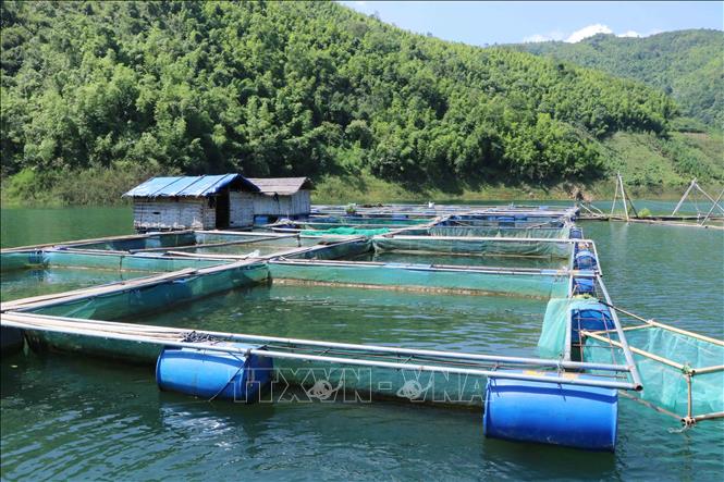 Trong ảnh: Nuôi cá lồng tại xã Tà Mít (Tân Uyên, Lai Châu). Ảnh: Nguyễn Oanh - TTXVN