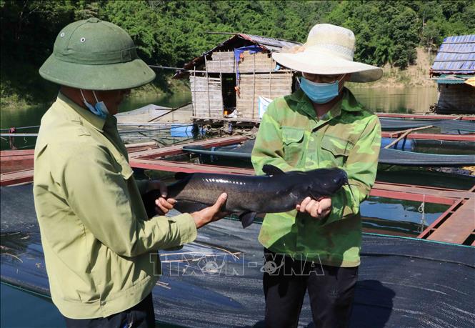 Trong ảnh: Cá lăng đã quá lứa xuất bán 1 năm nhưng vẫn không tiêu thụ được. Ảnh: Nguyễn Oanh - TTXVN