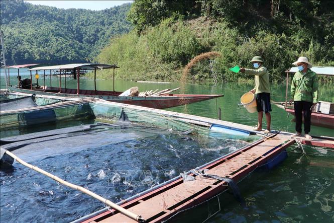 Trong ảnh: Anh Phạm Đức Tình tại xã Tà Mít (Tân Uyên, Lai Châu) chăm sóc cá lăng. Ảnh: Nguyễn Oanh - TTXVN
