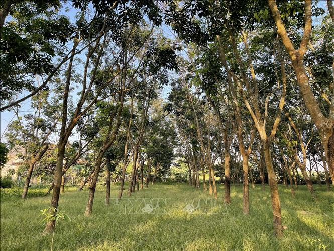 Photo: A rubber plantation in Cam Lo district, the central province of Quang Tri. VNA Photo: Thanh Thủy