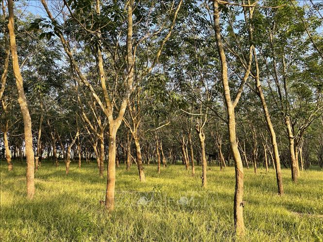Photo: A rubber plantation in Cam Lo district, the central province of Quang Tri. VNA Photo: Thanh Thủy