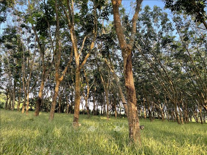 Photo: A rubber plantation in Cam Lo district, the central province of Quang Tri. VNA Photo: Thanh Thủy