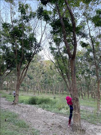Photo: Harvesting rubber latex in Cam Lo district, the central province of Quang Tri. VNA Photo: Thanh Thủy