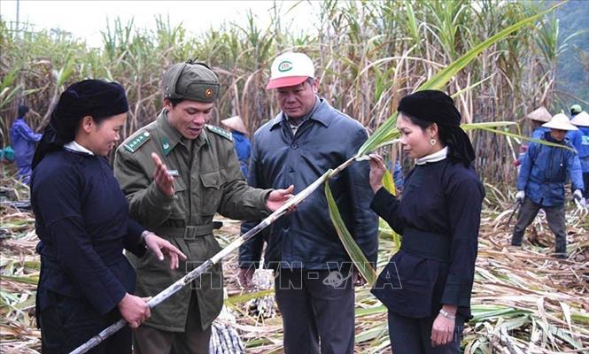 Bộ đội biên phòng Cao Bằng giúp đồng bào trồng mía, góp phần nâng cao đời sống cho nhân dân nơi đơn vị đóng quân. Ảnh: TTXVN
