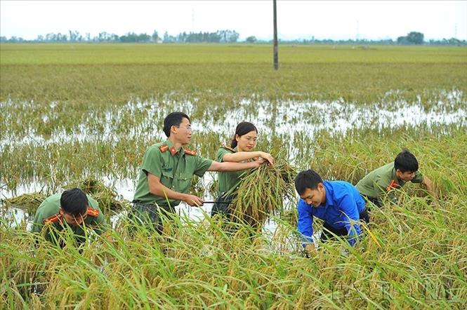 Đoàn viên thanh niên Công an tỉnh Ninh Bình giúp gia đình chính sách, có công với cách mạng thu hoạch diện tích lúa bị ngập úng do mưa lũ tại xã Gia Tân, huyện Gia Viễn. Ảnh: Minh Đức - TTXVN
