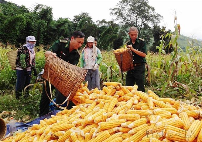 Chiến sỹ biên phòng cửa khẩu Quốc tế Tây Trang (Điện Biên) giúp dân thu hoạch nông sản. Ảnh: TTXVN