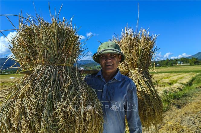 Trong ảnh: Niềm vui của người nông dân khu vực lòng chảo Mường Thành (Điện Biên) khi lúa vụ hè thu đạt năng suất cao. Ảnh: Phan Tuấn Anh - TTXVN