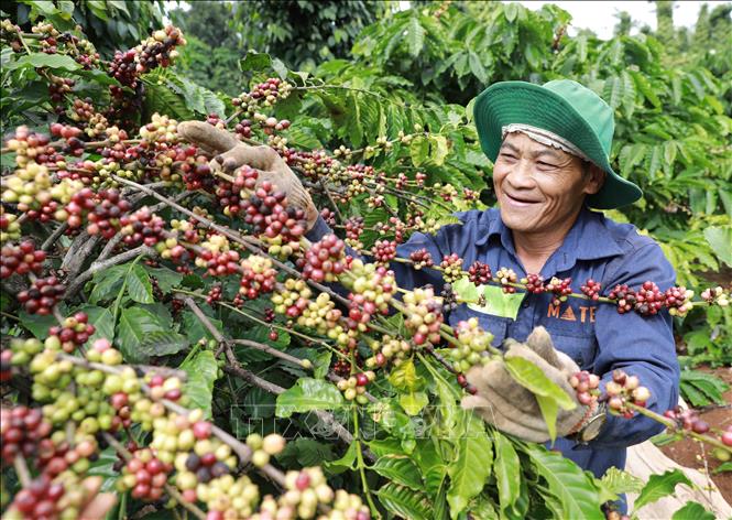 Trong ảnh: Nông dân tỉnh Đắk Lắk thu hoạch cà phê. Hiện, tỉnh Đắk Lắk đang tập trung tái cơ cấu lại ngành hàng cà phê phát triển theo hướng bền vững, nâng cao chất lượng, đa dạng hóa sản phẩm, mang lại giá trị gia tăng cao. Ảnh: Vũ Sinh – TTXVN