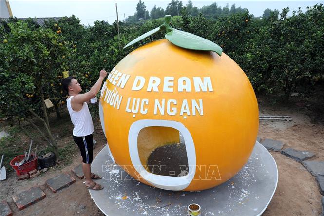 Trong ảnh: Nhà vườn tại Xã Thanh Hải, huyện Lục Ngạn (Bắc Giang) tạo mô hình quả cam để thu hút khách du lịch đến tham quan và trải nghiệm. Ảnh: Danh Lam – TTXVN