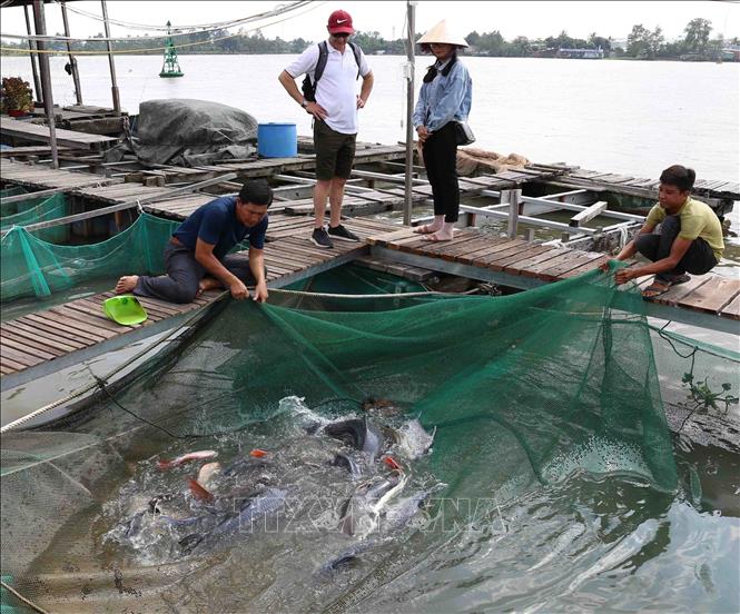Trong ảnh: Hộ nông dân Lý Văn Bôn (phường Bùi Hữu Nghĩa, quận Bình Thủy, thành phố Cần Thơ) đầu tư gần 30 lồng bè thả nuôi một số loại cá đặc sản có giá trị theo tiêu chuẩn GlobalGap kết hợp đón khách du lịch. Ảnh: Vũ Sinh - TTXVN