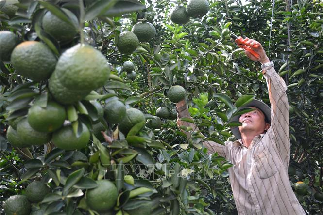 Trong ảnh: Nông dân xã Tà Dảnh, huyện miền núi Tri Tôn (An Giang) chuyển đổi từ trồng lúa sang trồng cam sành mang lại hiệu quả kinh tế cao. Ảnh: Công Mạo - TTXVN