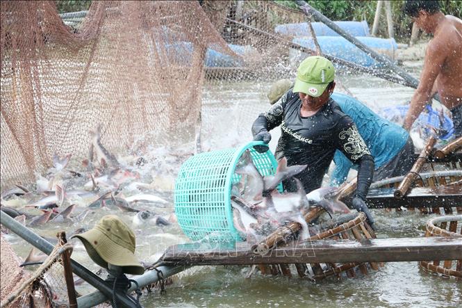 Trong ảnh: Nông dân thu hoạch cá tra ở vùng nuôi cá tra thương phẩm của Công ty Cổ phần Xuất Nhập Khẩu Thủy Sản An Mỹ. Ảnh: Công Mạo-TTXVN