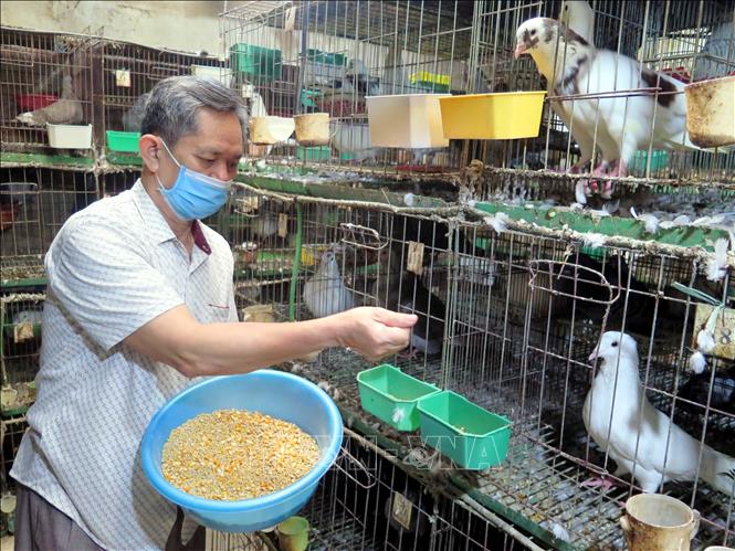 Trong ảnh: Nuôi chim bồ câu Pháp, đây là 1 trong 5 mô hình được thị xã Phổ Yên, tỉnh Thái Nguyên lựa chọn xây dựng mô hình khuyến nông cho thu nhập cao, phát triển kinh tế gia đình. Ảnh: Quân Trang-TTXVN