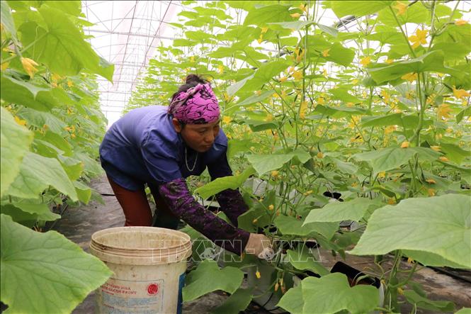 Trong ảnh: Mô hình trồng rau nông nghiệp công nghệ cao của chị Nguyễn Thị Trâm, xã Minh Tân (Lương Tài, Bắc Ninh) mang lại hiệu quả kinh tế cao, đáp ứng nhu cầu thị trường. Ảnh: Thanh Thương – TTXVN