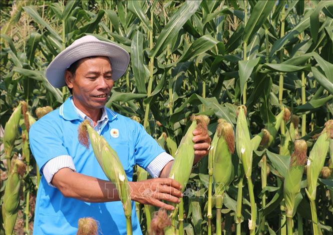 Trong ảnh: Nông dân tỉnh An Giang hợp tác với Công ty Cổ phần tập đoàn Lộc Trời trồng thử nghiệm giống ngô mới với chất lượng và năng suất vượt trội. Ảnh: Công Mạo - TTXVN