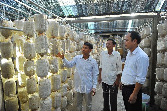Trong ảnh: Lãnh đạo Hội nông dân huyện Hoa Lư (Ninh Bình) trao đổi về kỹ thuật trồng nấm cùng anh Nguyễn Đức Trọng. Anh là một trong những hội viên lập nghiệp bằng mô hình trồng nấm, mạnh dạn thay đổi tư duy, phương thức sản xuất để vươn lên thoát nghèo và làm giàu Ảnh: Minh Đức - TTXVN