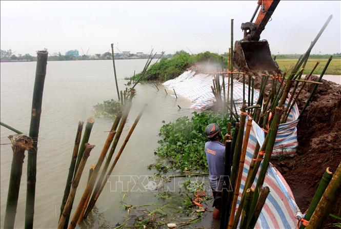 Trong ảnh: Khắc phục sự cố vỡ bờ bao tại xã Trà Giang, huyện Kiến Xương. Ảnh: Thế Duyệt – TTXVN 