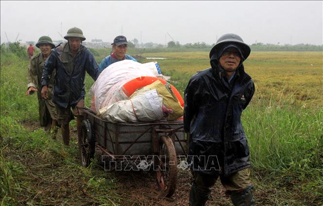 Trong ảnh: Chính quyền và người dân địa phương đã cơ bản khắc phục được sự cố vỡ bờ bao tại xã Trà Giang, huyện Kiến Xương. Ảnh: Thế Duyệt – TTXVN 