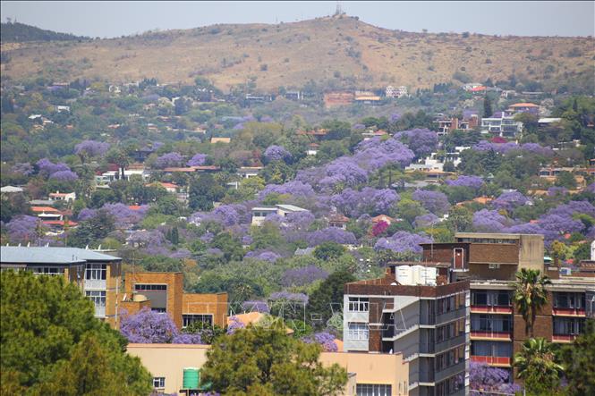 Thủ đô Pretoria nhìn từ đỉnh đồi Meintjieskop. Ước tính hiện nay có khoảng 70.000 cây hoa Jacaranda ở thủ đô Pretoria. Ảnh: Hồng Minh - P/v TTXVN tại Pretoria