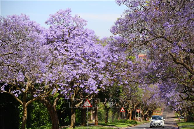 Jacaranda trở nên phổ biến đến mức được trồng rất nhiều trên các đường phố, công viên, trường học và các khu thương mại trung tâm ở Pretoria và Johannesburg. Ảnh: Hồng Minh - P/v TTXVN tại Pretoria