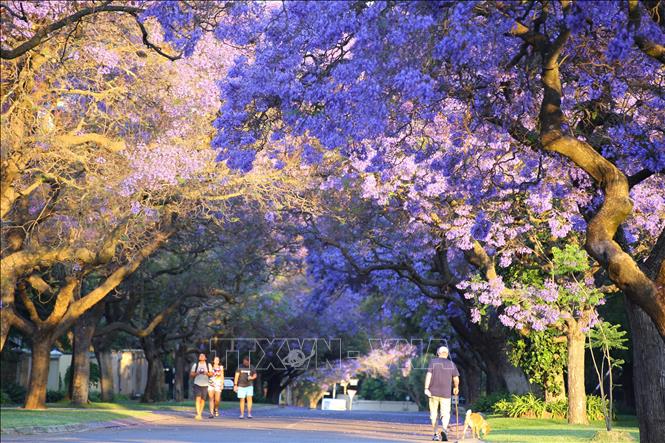 Người dân địa phương và khách du lịch chiêm ngưỡng hàng cây Jacaranda tại quận Brooklyn, một trong những quận có nhiều phố hoa phượng tím rất đẹp ở thủ đô Pretoria, Nam Phi. Ảnh: Hồng Minh - P/v TTXVN tại Pretoria