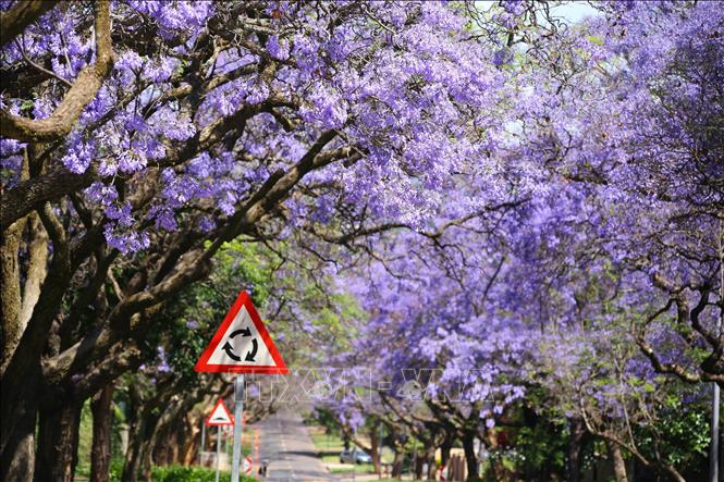 Các nhà khoa học nhận định hoa Jacaranda tại Nam Phi nở sớm hơn so với 100 năm trước do biến đổi khí hậu. Trung bình cứ sau 10 năm, mùa hoa lại đến sớm hơn khoảng 2,1 ngày. Ảnh: Hồng Minh - P/v TTXVN tại Pretoria