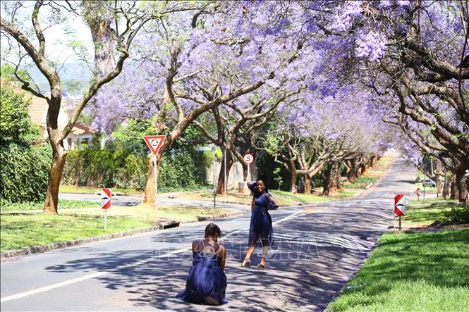 Lulu, cô gái Nam Phi 25 tuổi, thích thú chụp ảnh cùng hoa Jacaranda tại thủ đô Pretoria. Ảnh: Hồng Minh - P/v TTXVN tại Pretoria
