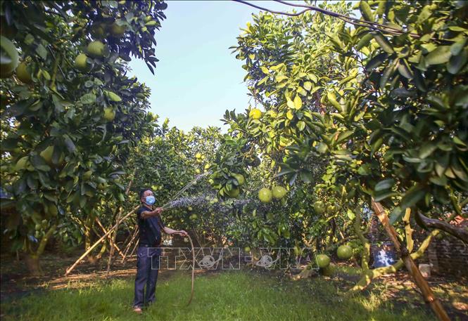 Trong ảnh: Hộ nông dân Đặng Văn Thành ở thôn 5, xã Thượng Mỗ, huyện Đan Phượng chăm sóc vườn bưởi diễn để phục vụ thị trường cuối năm. Ảnh: Tuấn Đức – TTXVN