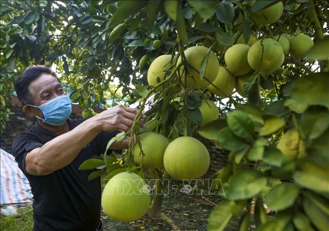 Trong ảnh: Hộ nông dân Đặng Văn Thành ở thôn 5, xã Thượng Mỗ, huyện Đan Phượng có hơn 2.000m2 đất lúa kém hiệu quả chuyển sang trồng bưởi, mỗi năm cho thu nhập hơn 100 triệu đồng. Ảnh: Tuấn Đức – TTXVN