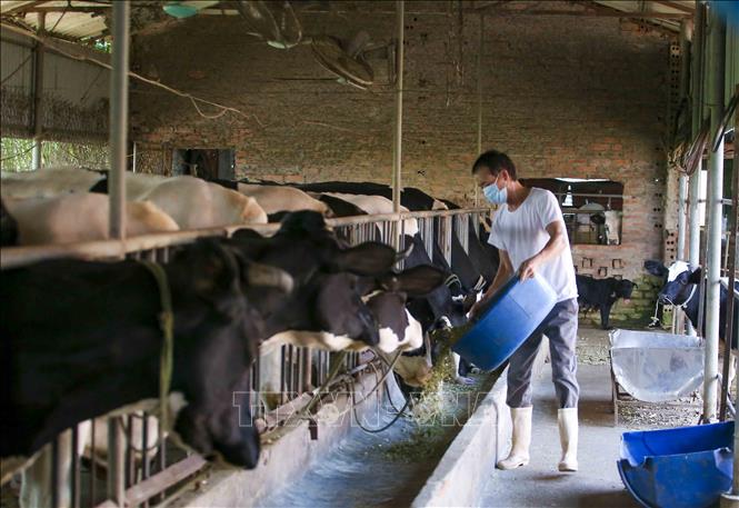 Trong ảnh: Gia đình ông Hoàng Đình Yên, thôn La Thạch, xã Phương Đình, huyện Đan Phượng (Hà Nội) là một trong những hộ của xã chuyển đổi diện tích 2,5ha sang trồng cỏ và làm chuồng trại nuôi 22 con bò sữa, hiện trung bình mỗi ngày cho thu nhập khoảng 400.000đ từ sữa tươi cung cấp cho doanh nghiệp. Ảnh: Tuấn Đức – TTXVN