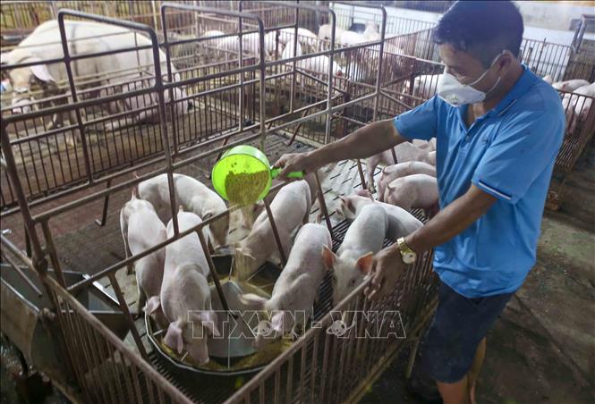 Trong ảnh: Mô hình chuyển đổi đất lúa kém hiệu quả sang chăn nuôi của hộ nông dân Lê Thanh Lịch ở thôn La Thạch, xã Phương Đình, huyện Đan Phượng với tổng đàn 30 lợn nái đang cho sinh sản, mỗi năm cung cấp cho thị trường hơn 20 tấn thịt lợn đảm bảo chất lượng an toàn vệ sinh thực phẩm. Ảnh: Tuấn Đức – TTXVN