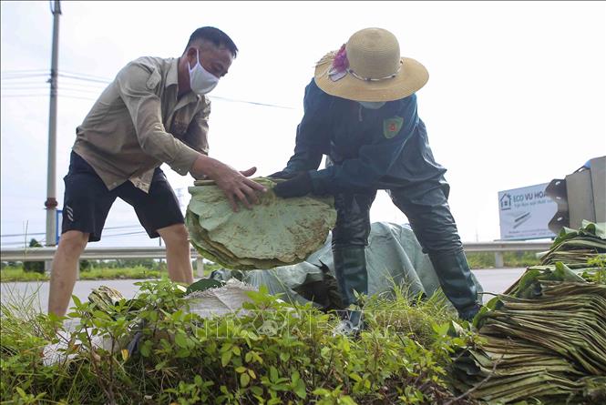 Trong ảnh: Người dân xã Đại Đồng, huyện Thạch Thất thu hoạch lá sen trên diện tích chuyển đổi đất lúa kém hiệu quả. Ảnh: Tuấn Đức - TTXVN