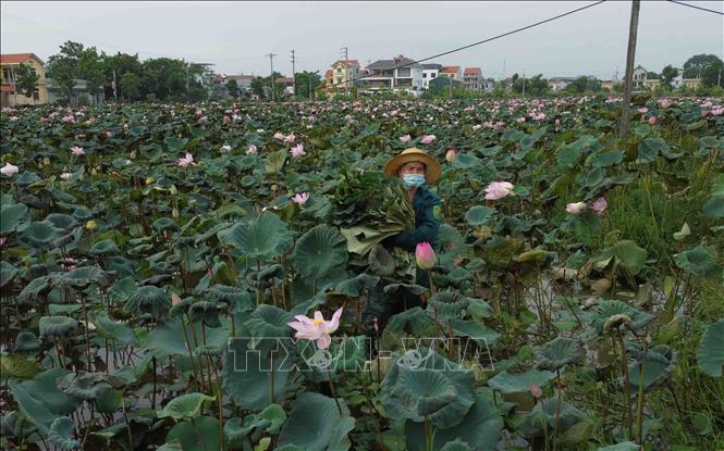 Trong ảnh: Người dân xã Đại Đồng, huyện Thạch Thất thu hoạch lá sen trên diện tích chuyển đổi đất lúa kém hiệu quả. Ảnh: Vũ Sinh - TTXVN