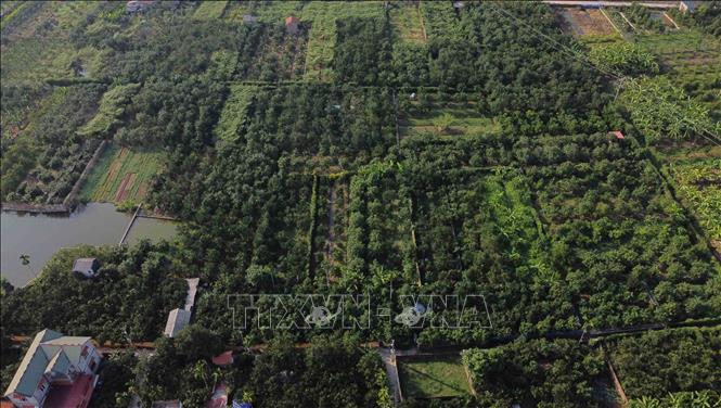 Trong ảnh: Đến nay, diện tích trồng bưởi được chuyển đổi từ đất lúa kém hiệu quả của xã Thượng Mỗ, huyện Thạch Thất là hơn16 ha, cho thu nhập từ 400 – 500 triệu đồng/ha/năm. Ảnh: Vũ Sinh – TTXVN