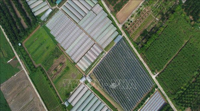 Trong ảnh: Đến hết năm 2020, huyện Đan Phượng (Hà Nội) chuyển đổi đất lúa kém hiệu quả chuyển sang cây trồng, vật nuôi được 429ha, cho thu nhập cao hơn trồng lúa từ 5 - 7 lần. Ảnh: Vũ Sinh – TTXVN
