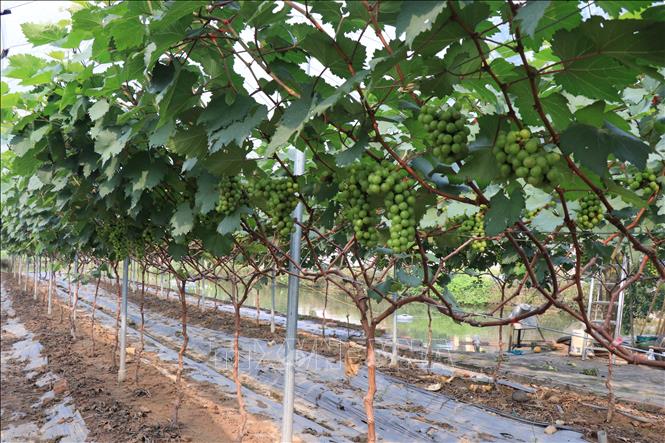 Trong ảnh: Vườn nho của Hợp tác xã Nông nghiệp công nghệ cao Liêm Anh, xã Việt Đoàn, huyện Tiên Du, tỉnh Bắc Ninh. Ảnh: Thanh Thương - TTXVN
