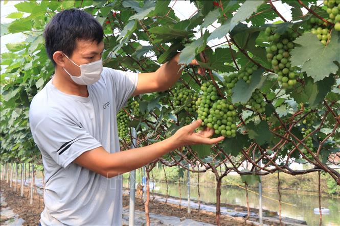 Trong ảnh: Hội viên Hợp tác xã Nông nghiệp công nghệ cao Liêm Anh chăm sóc giàn nho. Ảnh: Thanh Thương - TTXVN