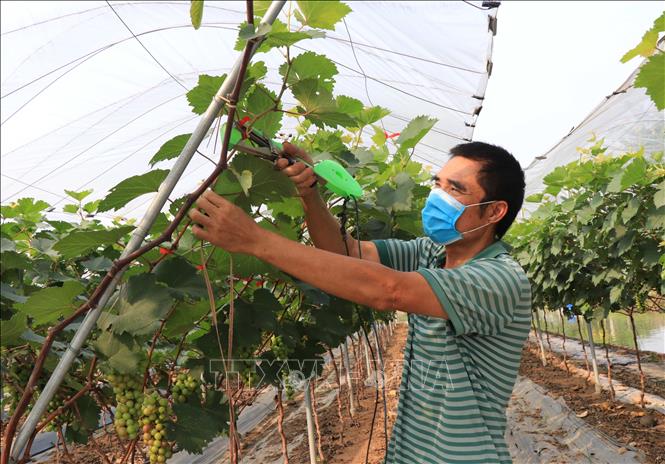 Trong ảnh: Hội viên Hợp tác xã Nông nghiệp công nghệ cao Liêm Anh chăm sóc giàn nho. Ảnh: Thanh Thương - TTXVVN