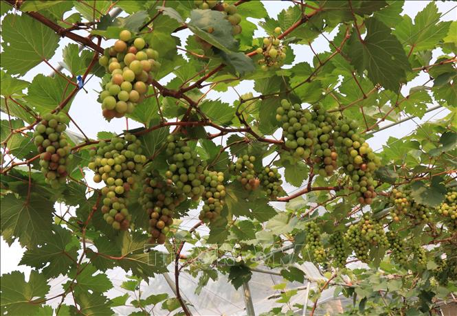 Trong ảnh: Vườn nho của Hợp tác xã Nông nghiệp công nghệ cao Liêm Anh, xã Việt Đoàn, huyện Tiên Du, tỉnh Bắc Ninh. Ảnh: Thanh Thương - TTXVN