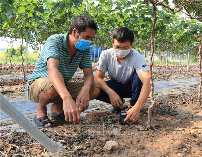 Trong ảnh: Hội viên Hợp tác xã Nông nghiệp công nghệ cao Liêm Anh kiểm tra độ PH của đất. Ảnh: Thanh Thương - TTXVN