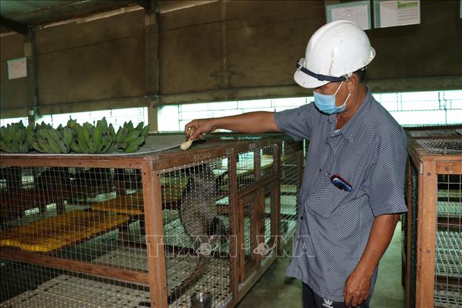 Trong ảnh: Đàn chồn hương của anh Võ Văn Tiến (ấp Xóm Đình, xã Kiểng Phước, huyện Gò Công Đông, tỉnh Tiền Giang) ăn chuối, cá, thằn lằn...Ảnh: Hữu Chí -TTXVN