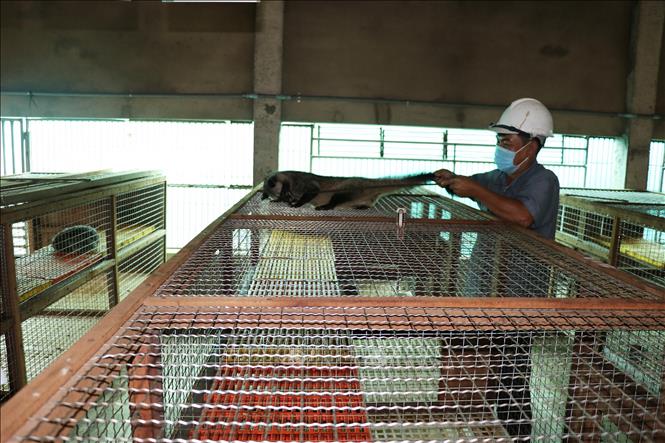 Trong ảnh: Đàn chồn hương của anh Võ Văn Tiến sinh sản mỗi năm 2 lứa. Ảnh: Hữu Chí -TTXVN